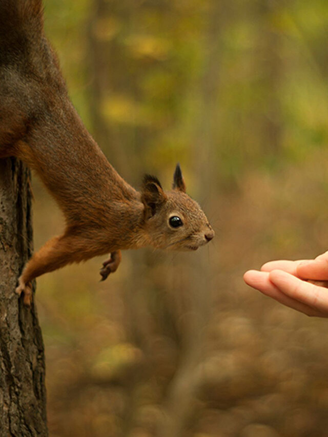 Eichhörnchen frisst aus der Hand